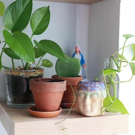 Klimatyczna Kawalerka Z Duza Iloscia Kwiatow Apartment